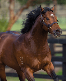 HEADWATER (Exceed and Excel - Riverdove) photographed in his paddock at Vinery Stud. Photo - Bronwen Healy.  The Image is Everything.  Bronwen Healy and Darren Tindale Photography.